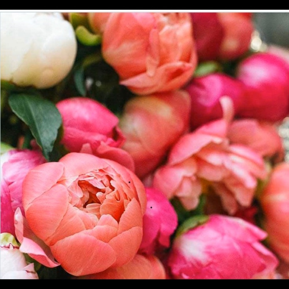 Meet your Posher, Maxine